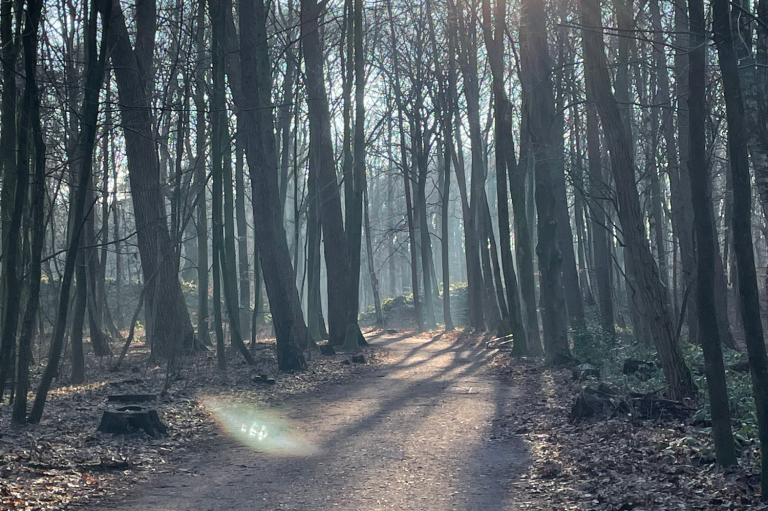 Walk and Talk, Waldspaziergang